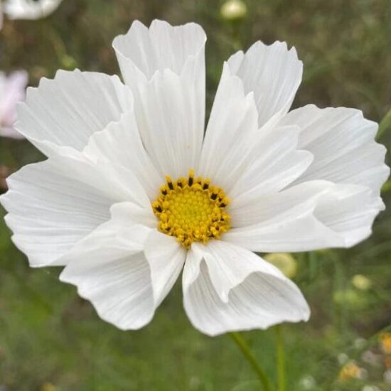 Kosmeja 'Pinwheel White'